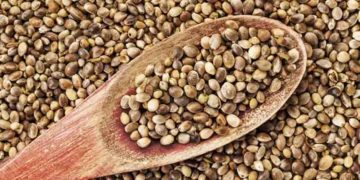 Un rico superalimento, las semillas de cáñamo